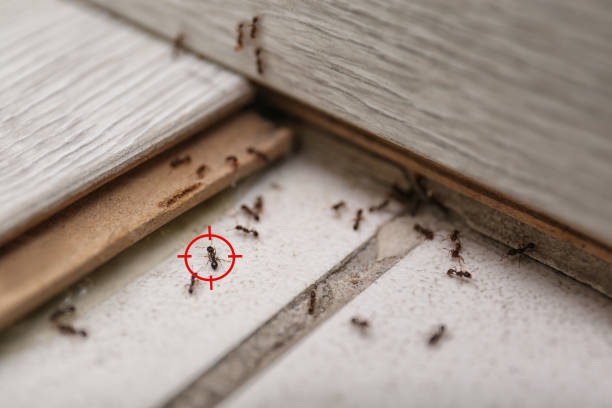 Best Ant Control Services  in Traverse City, MI