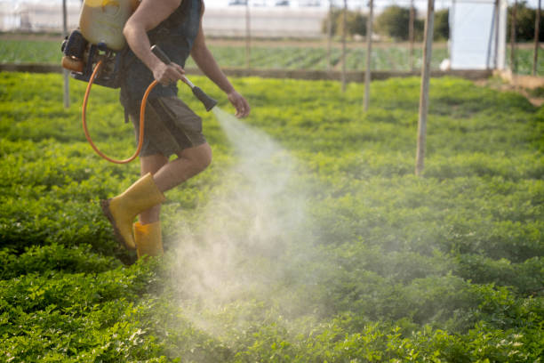 Best Wasp Removal Services  in Traverse City, MI