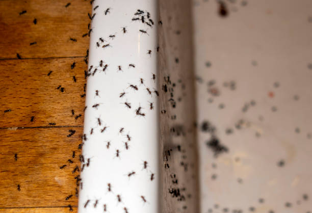 Best Termite Control Services  in Traverse City, MI